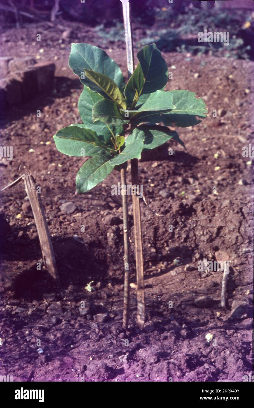 Psidium guajava, die Gemeine Guava, Gelbe Guava, Zitronen-Guava oder Apfelguava ist ein immergrüner Strauch oder kleiner Baum, der in der Karibik, Mittelamerika und Südamerika heimisch ist. Es wird leicht von Insekten bestäubt; wenn es kultiviert wird, wird es hauptsächlich von der gewöhnlichen Honigbiene APIs mellifera bestäubt. Stockfoto