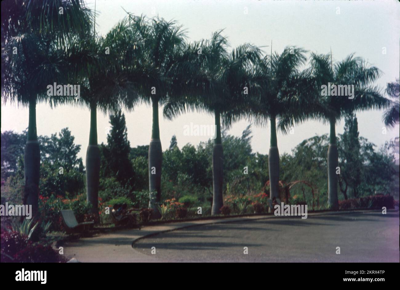 Die Palmyrah-Palme (Borassus flabellifer) ist in Tamil als Panei und in Malayalam als Pana bekannt. In Indien gibt es 8,50 Palmyrah-Bäume, davon vier in Tamil Nadu. Diese Palme wird in Tamil Nadu und Kerala angebaut und selbst gesät. Es kann Krebs bekämpfen, es erhöht die Sehkraft, verringert das Risiko von Herz-Kreislauf-Erkrankungen, fördert die Laktation und hilft bei der Erhaltung gesünder Haut, Haare und Nägel. Stockfoto