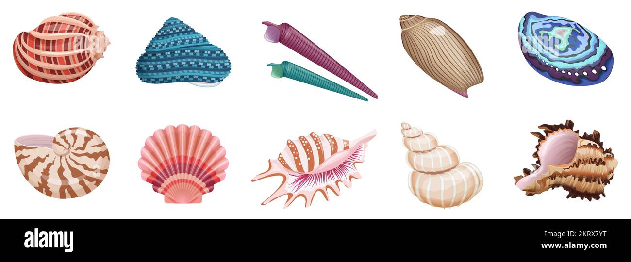 Muscheln setzen Vektordarstellung. Sammlung tropischer Meerestiere mit Meeres- und Meeresmuscheln in verschiedenen Farben, Mustern und Formen, isoliert weiß. Sommerurlaub, Unterwasserleben Konzept Stock Vektor