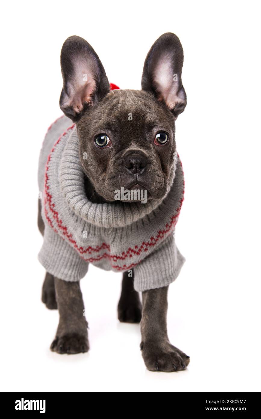 Französischer Bulldogge mit Hundepullover isoliert auf weißem Hintergrund Stockfoto