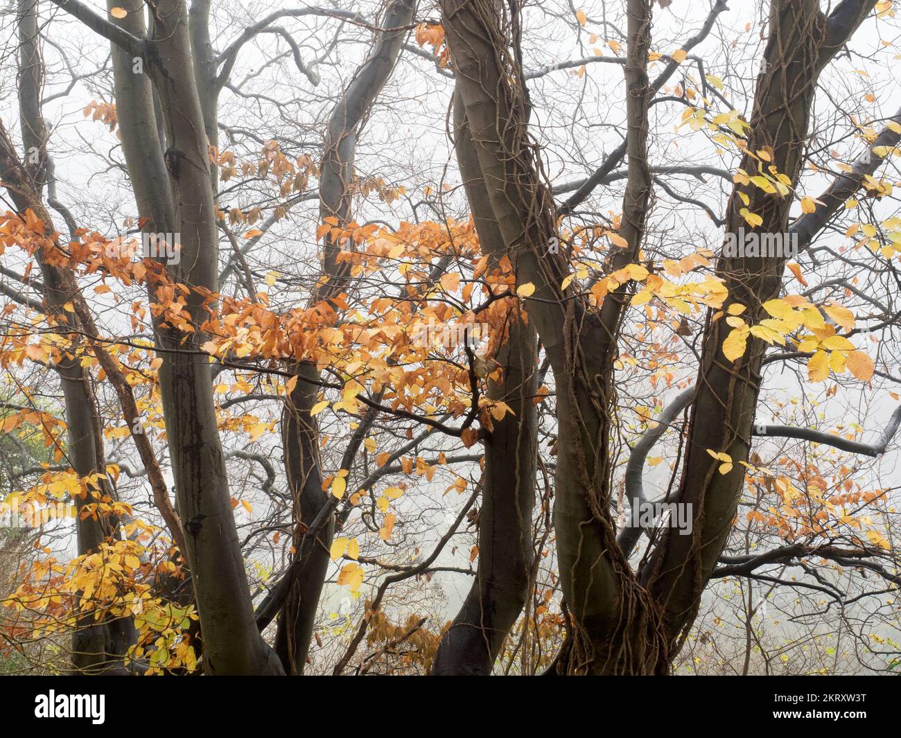 Herbstbäume an einem noch nebligen Tag entlang der Abbey Road in Knaresborough North Yorkshire, England Stockfoto