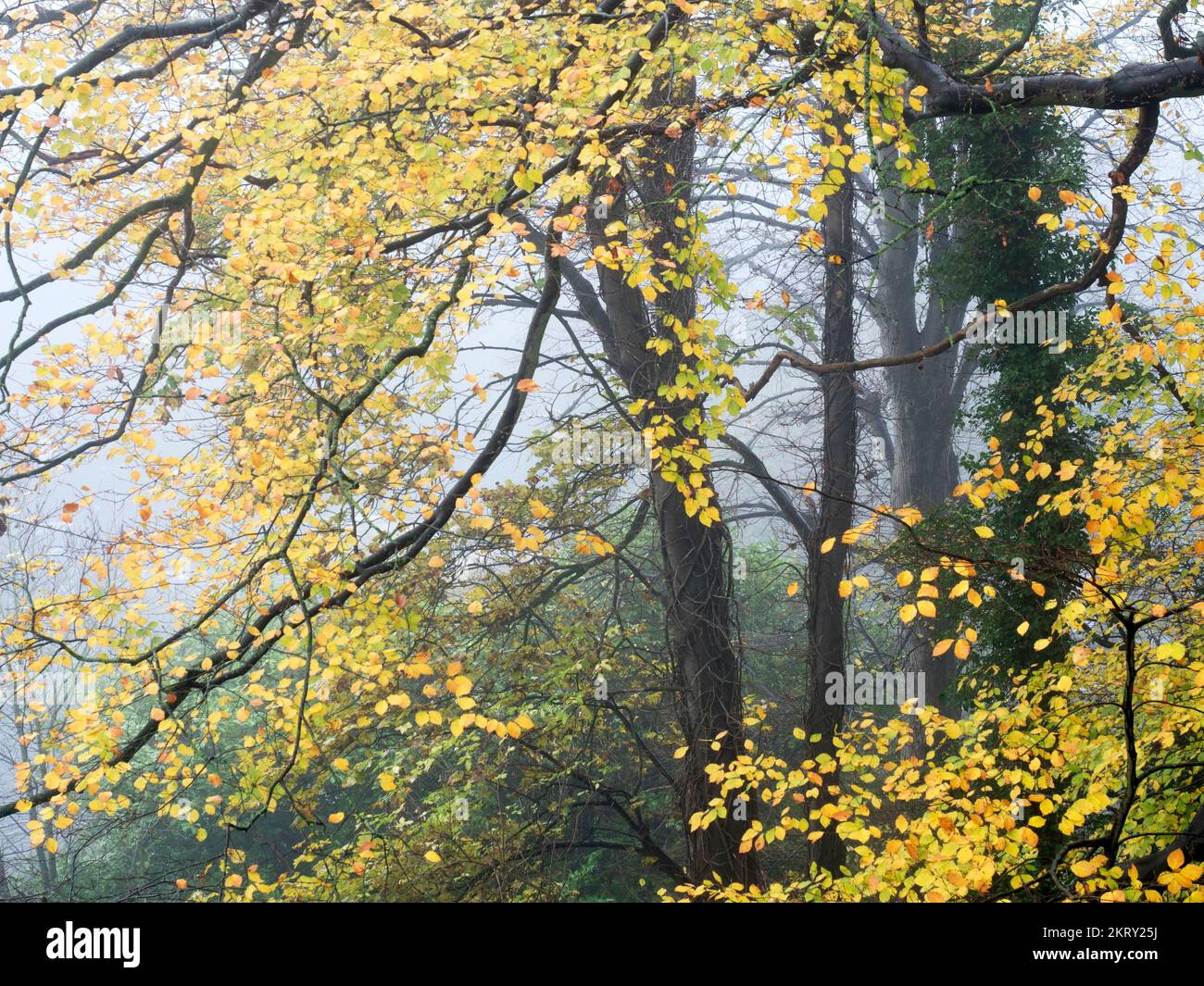 Herbstbäume an einem noch nebligen Tag entlang der Abbey Road in Knaresborough North Yorkshire, England Stockfoto