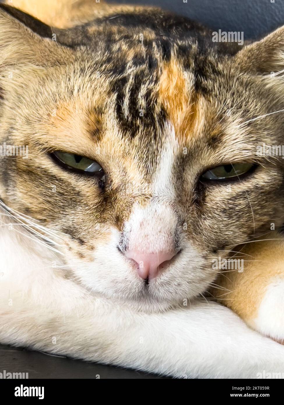Nahaufnahme einer müde aussehenden Katze, die mit fast geschlossenen Augen in die Kamera schaut. Stockfoto