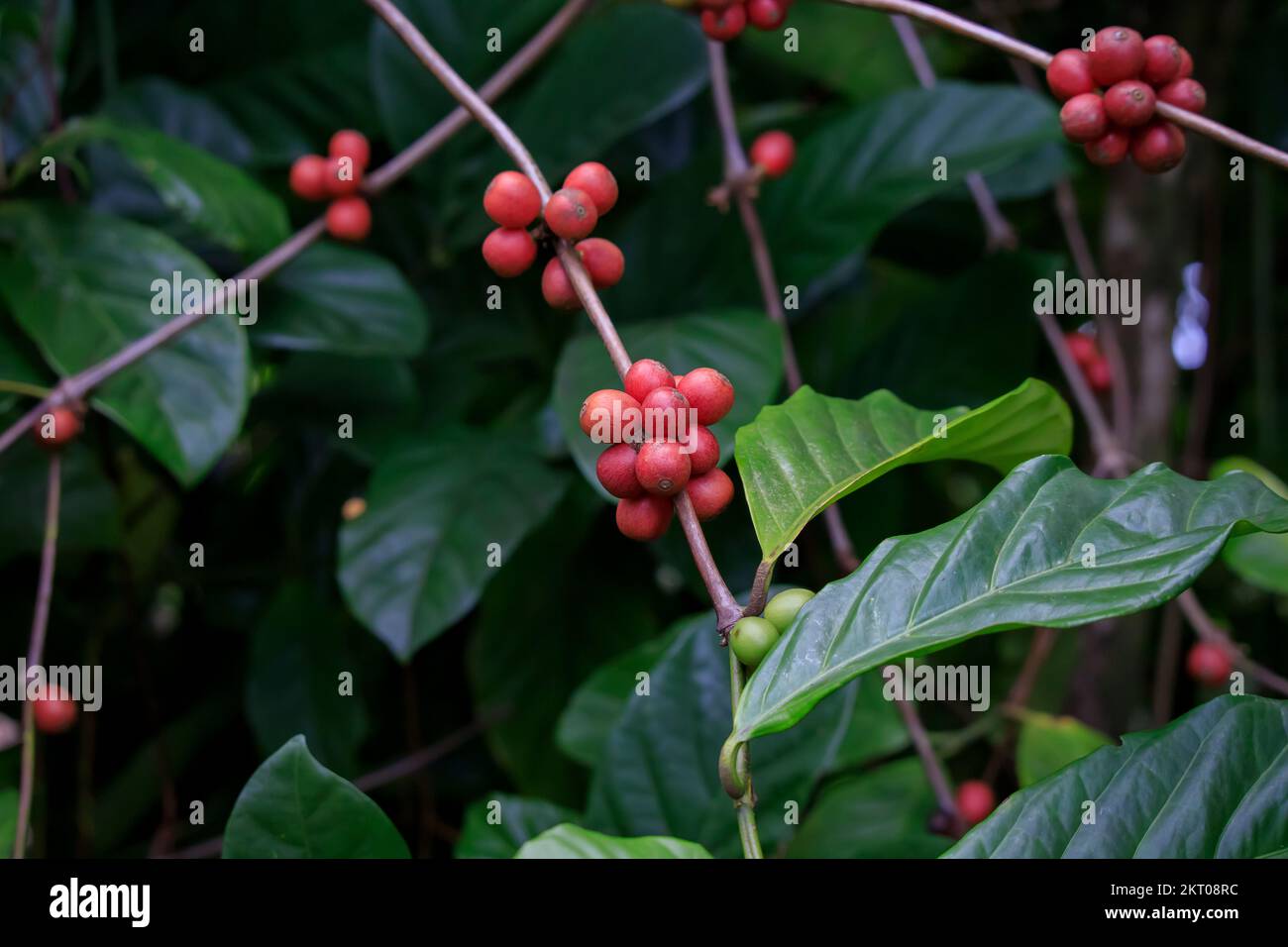 Roter Robusta-Kaffee auf einem Baum Stockfoto