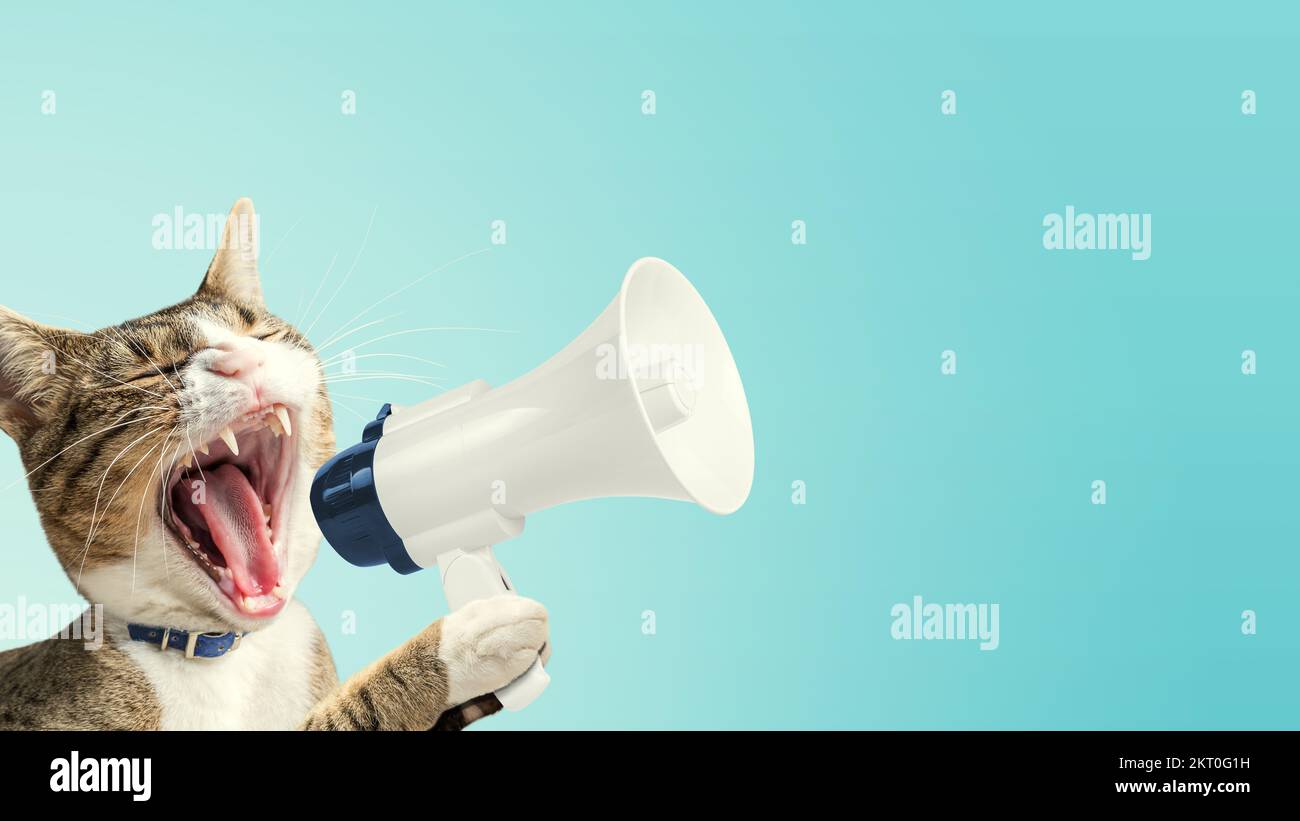 Katze hält Megafon. Kunstkonzept-Design. Minimaler Werbehintergrund. Stockfoto