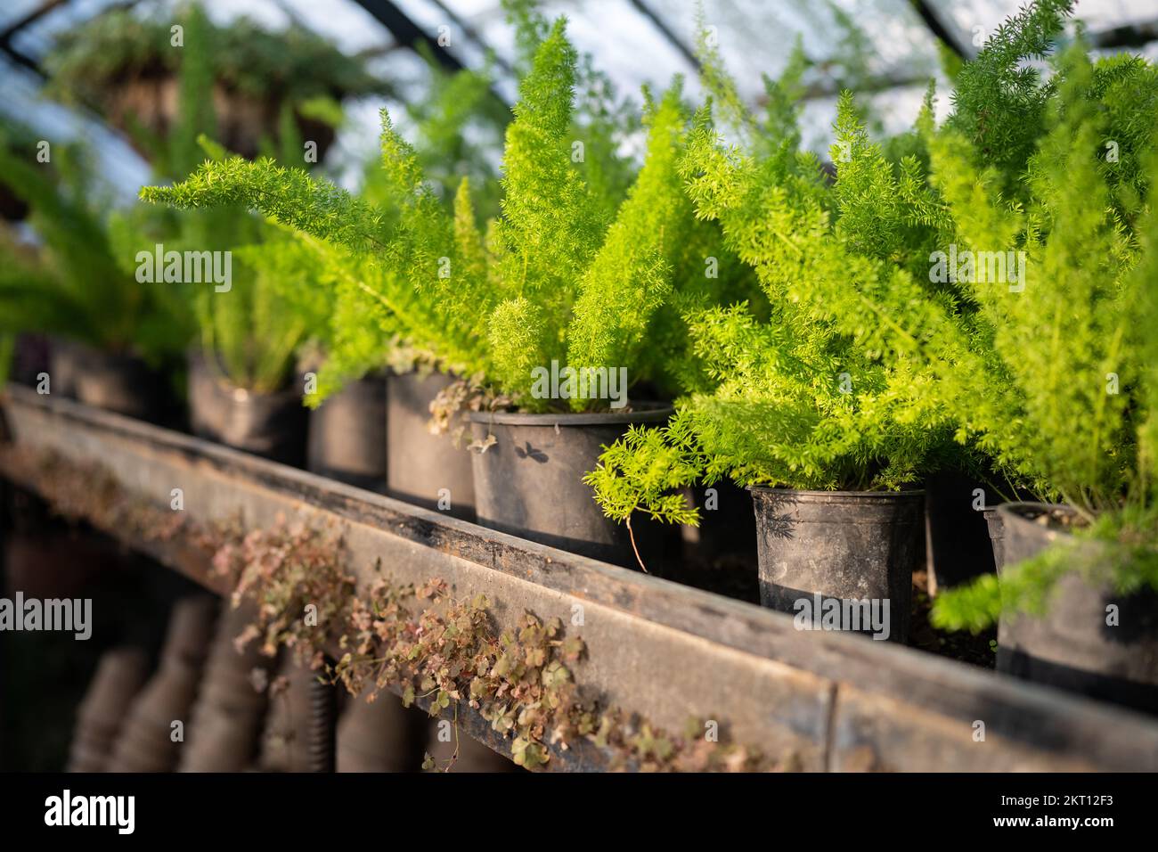 Spargelpflanze mit üppigen grünen Zweigen in Miniaturtöpfen, die auf Regalen des Gewächshauses aus nächster Nähe platziert werden Stockfoto