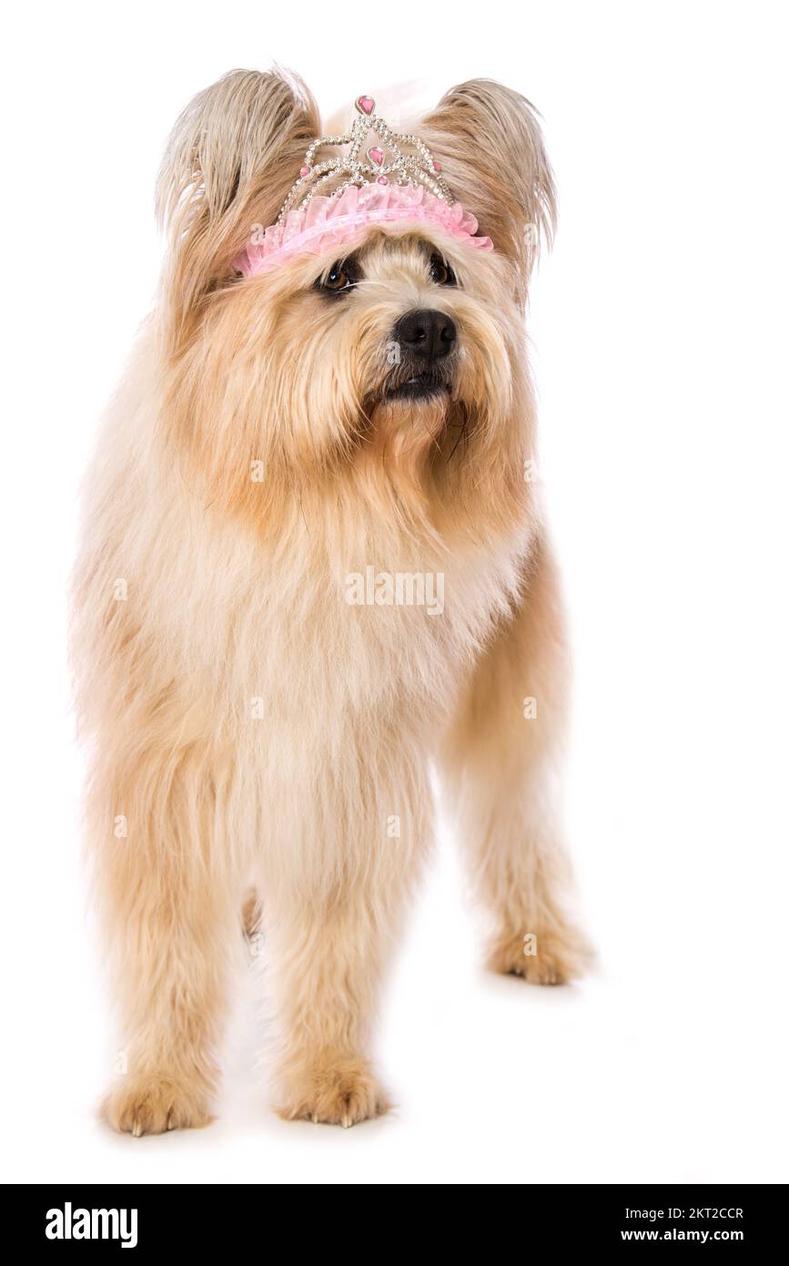 ELO-Hund mit Diadem auf weiß isoliert Stockfoto