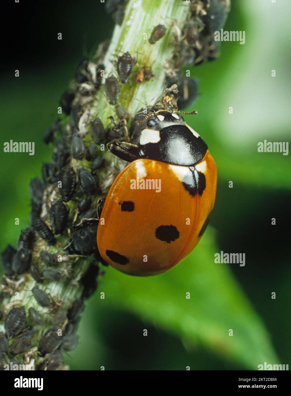 Seven-Spot Marienkäfer (Coccinella septumpiunctata) ein Käfer, der sich von Schädlingen der schwarzen Bohnenblume (Aphis fbae) ernährt Stockfoto