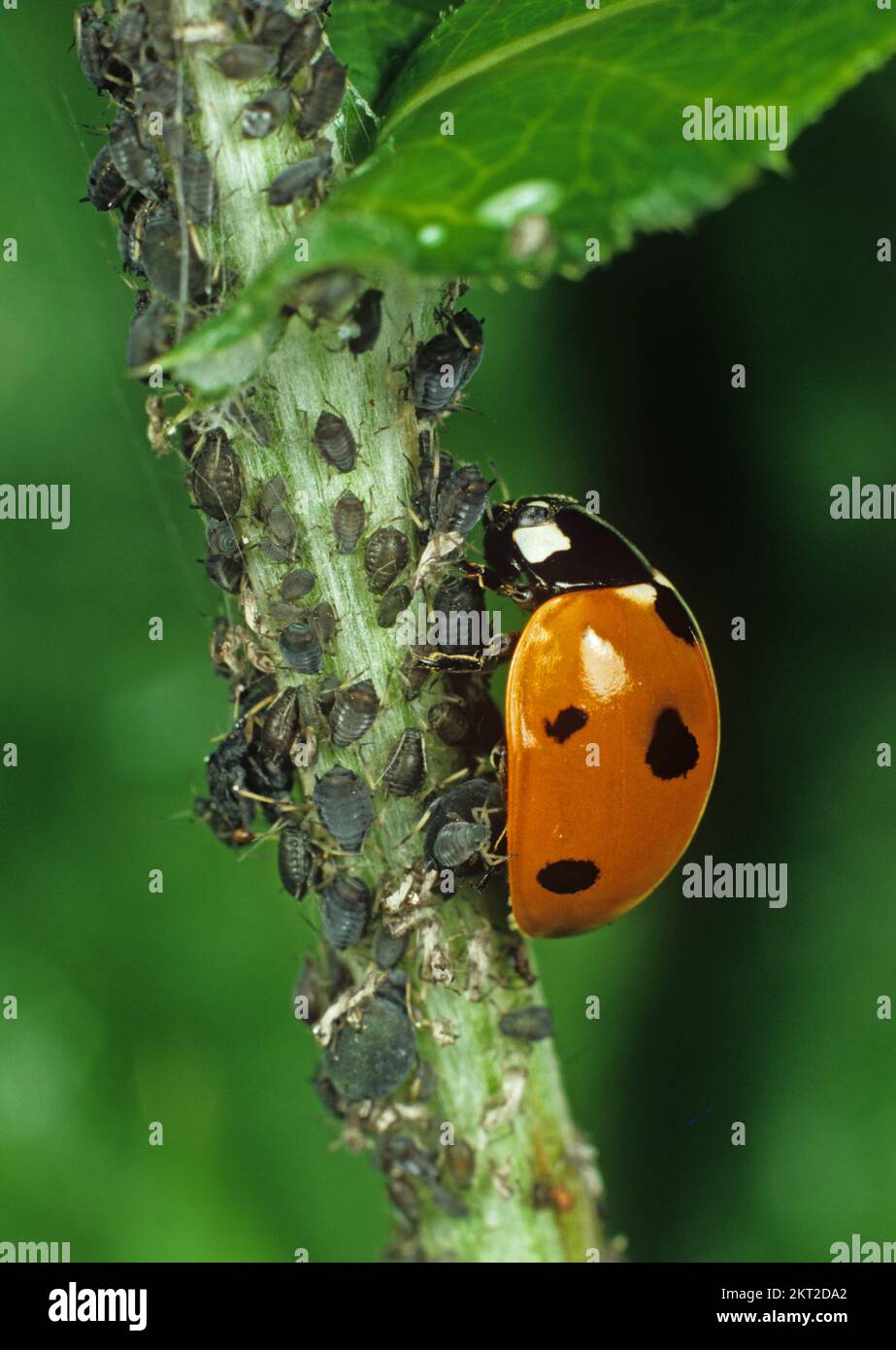 Seven-Spot Ladybird (Coccinella septempiunctata) ein Käfer, der sich von Schädlingen der schwarzen Bohnenblume (Aphis fbae) ernährt Stockfoto