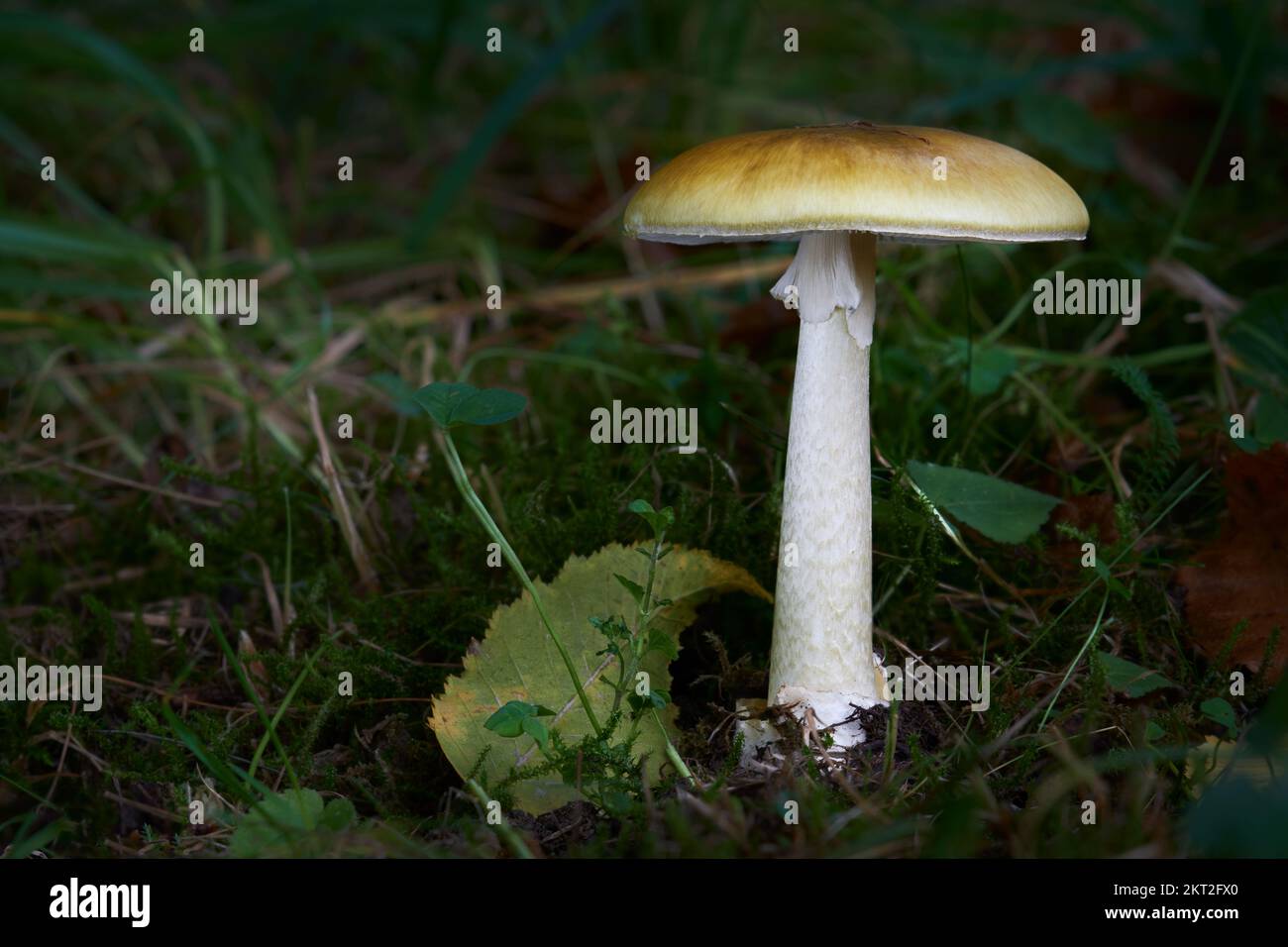 Amanita phalloides giftiger und gefährlicher Pilz, allgemein bekannt als die Todeskappe Stockfoto