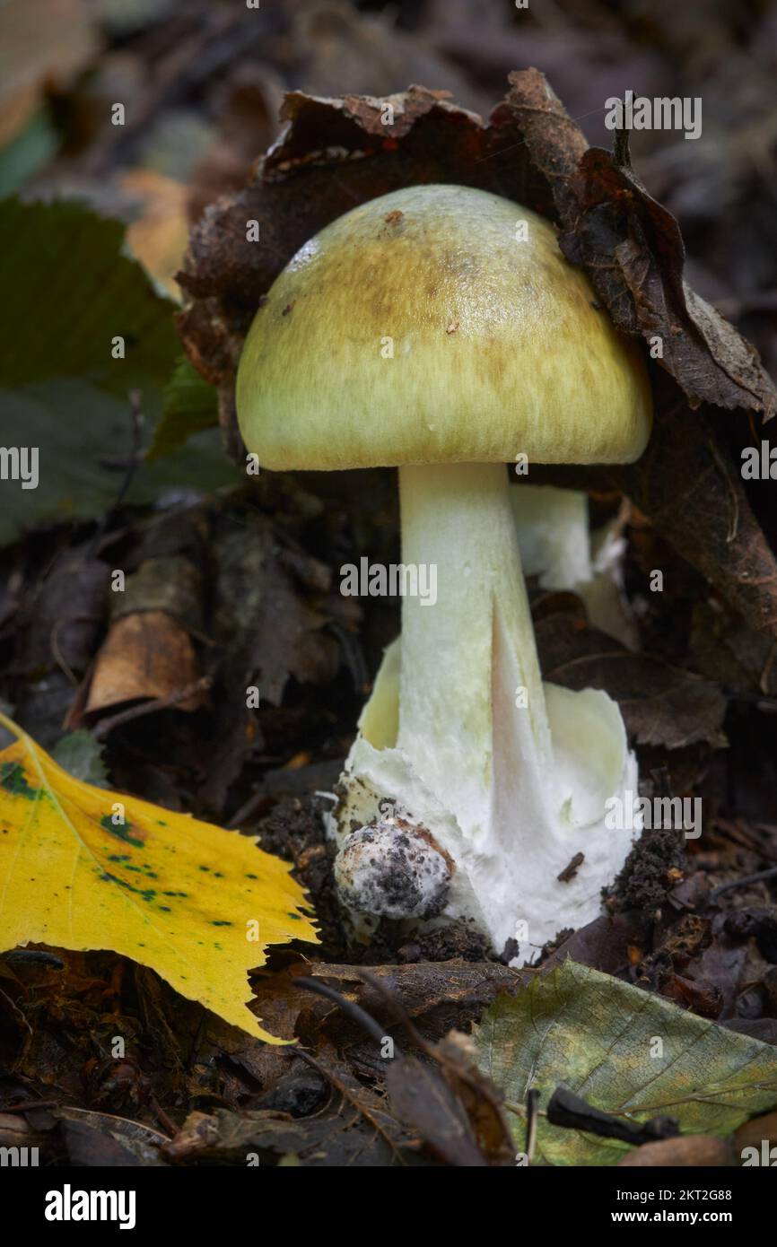 Amanita phalloides giftiger und gefährlicher Pilz, allgemein bekannt als die Todeskappe Stockfoto