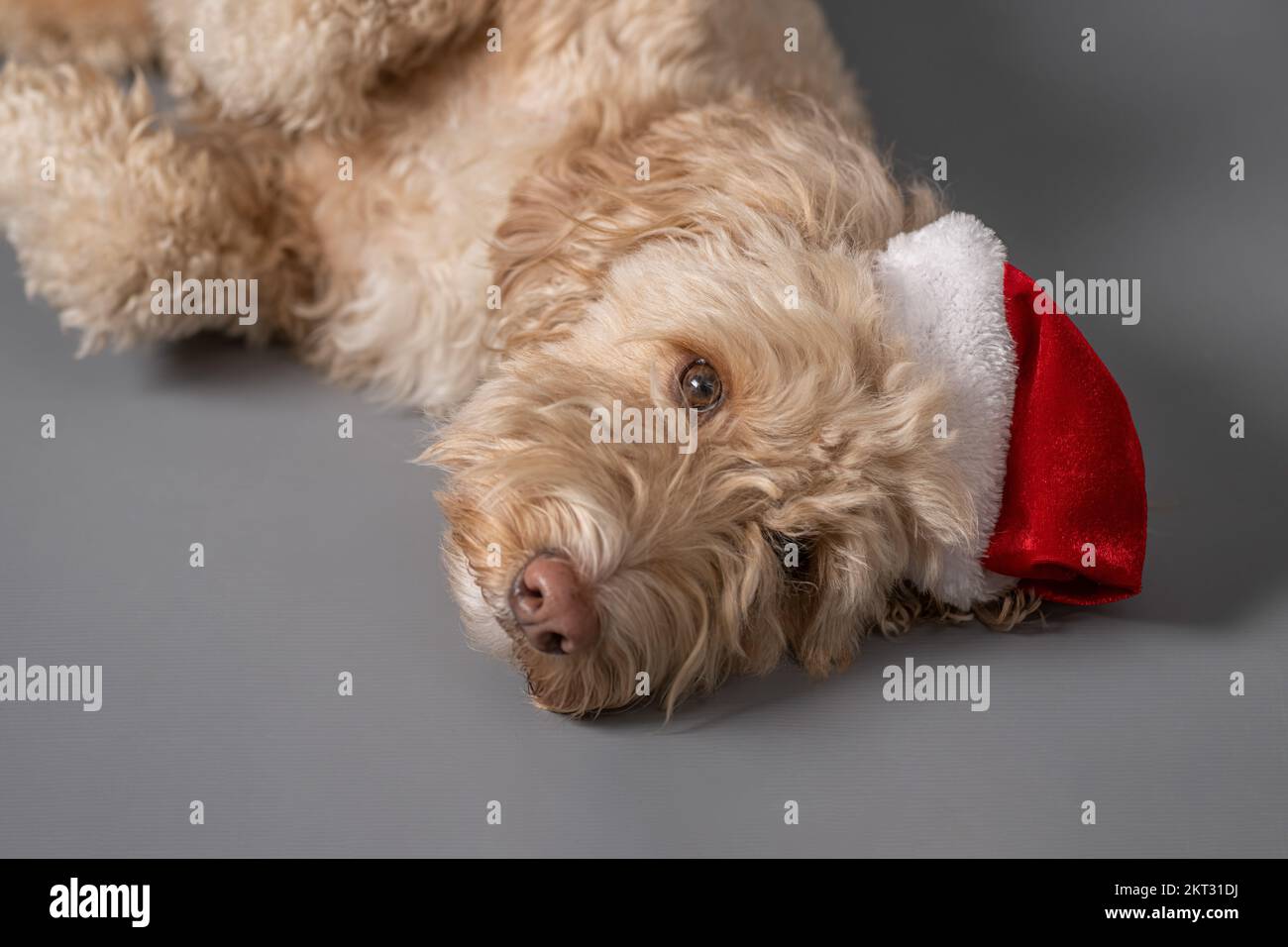Nahaufnahme eines blonden Cockapoo-Hundes mit Weihnachtsmannmütze auf grauem Hintergrund. Stockfoto