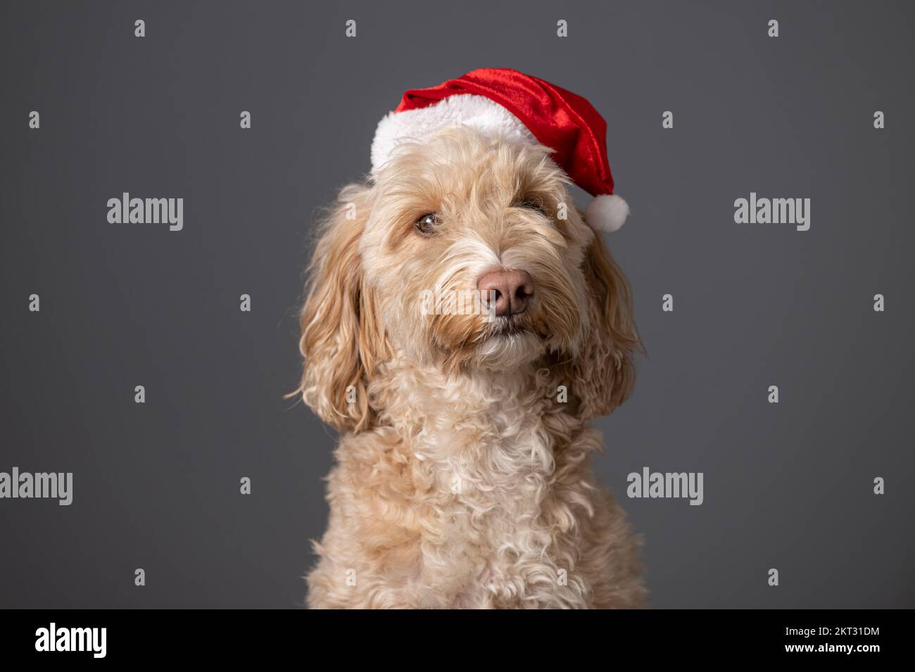 Nahaufnahme eines blonden Cockapoo-Hundes mit Weihnachtsmannmütze auf grauem Hintergrund. Stockfoto