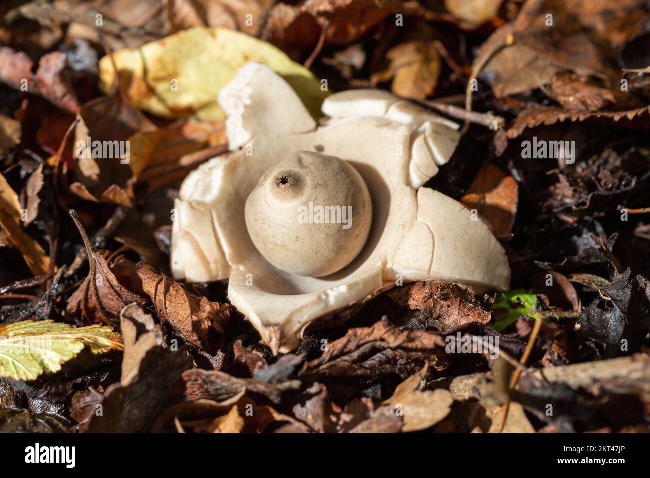 Geastrum Triplex, Collared Earthstar ist ein Pilz, der in den Detritus und Laubstreu von Hartholzwäldern auf der ganzen Welt gefunden wird Stockfoto