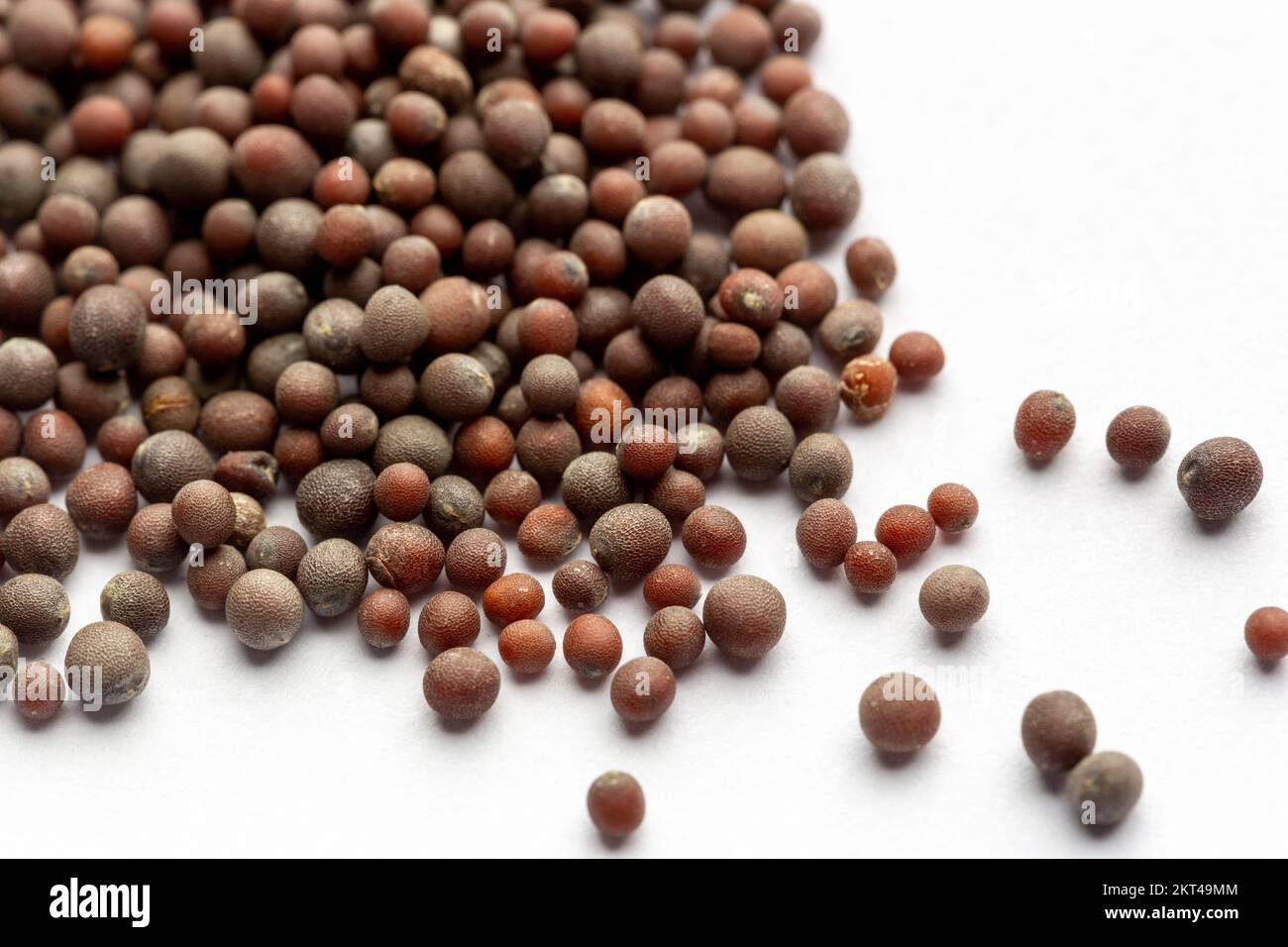 Nahaufnahme von Black Senf Seeds Stockfoto