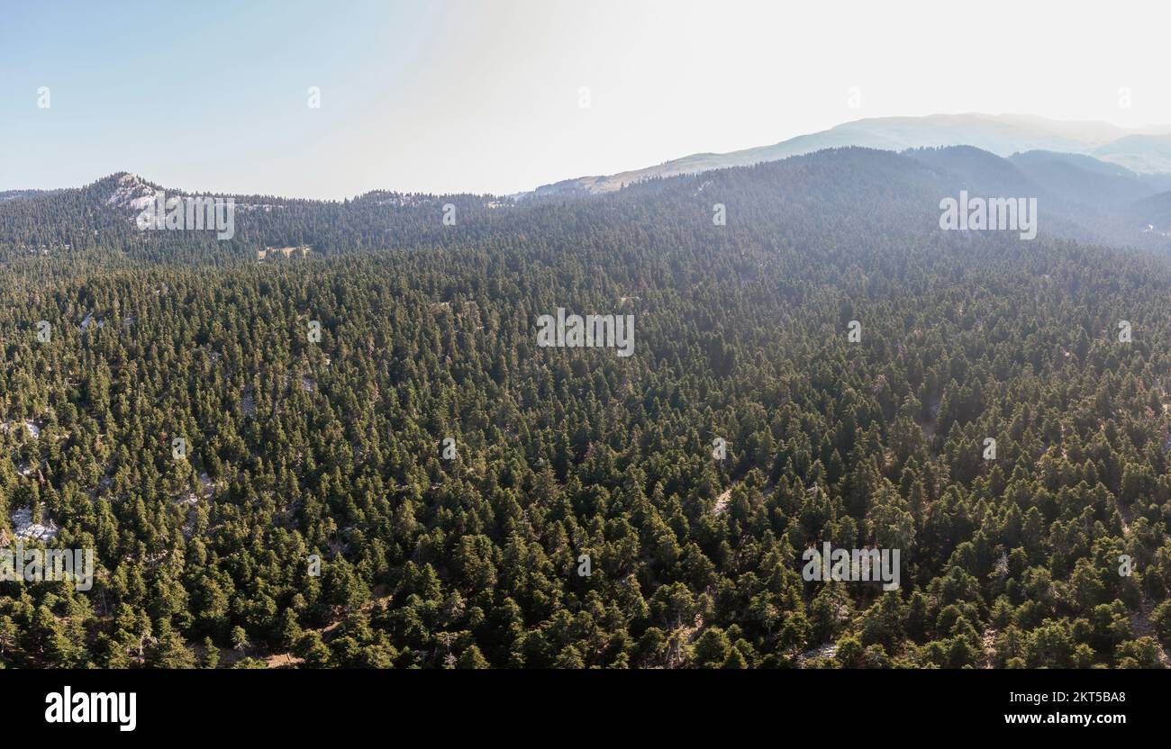 Tannenwälder Parnassos Mountain Luftblick auf Drohnen, blauer Himmel. Stockfoto