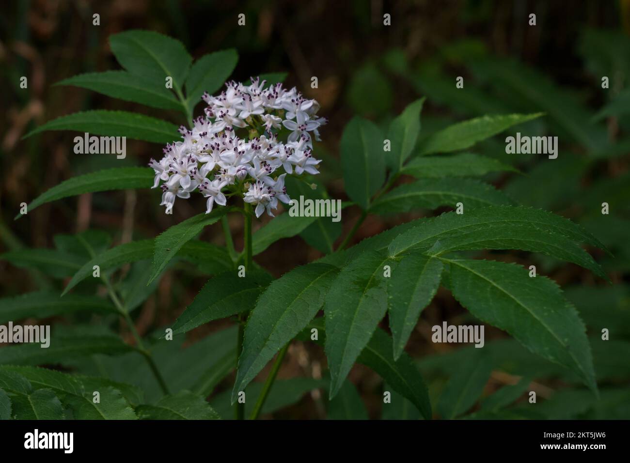 Nahaufnahme von sambucus ebulus, auch bekannt als Zwergalter oder Danewürze, weiße und lila Blüte und grüne Blätter im Freien in freier Wildbahn Stockfoto