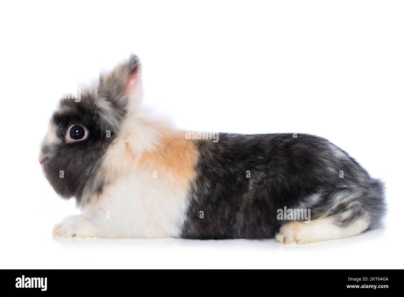 Süßes Zwergkaninchen isoliert auf weißem Hintergrund Stockfoto
