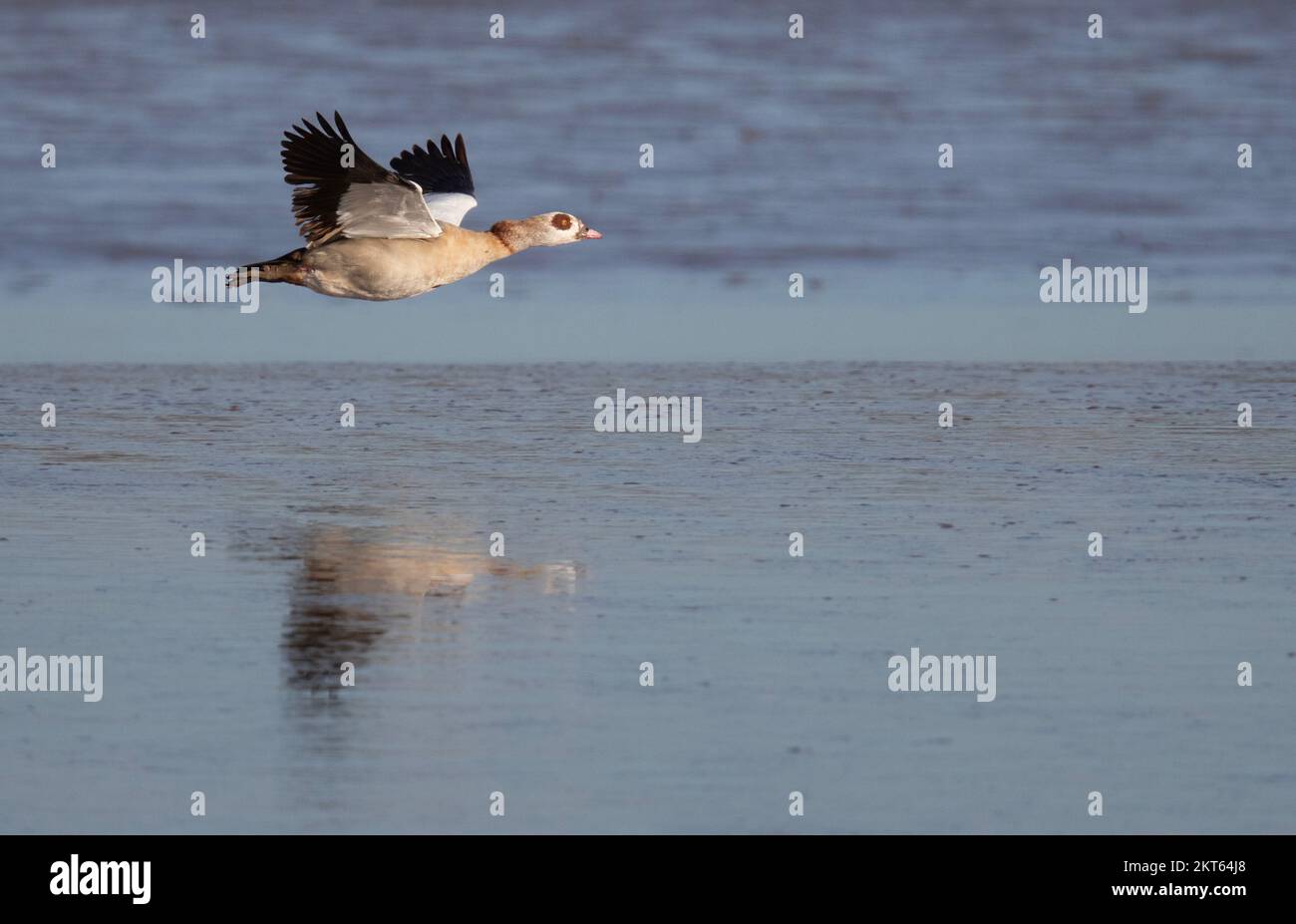 Ägyptische Gänse auf dem Flug im Naturschutzgebiet Connahs Quay an der Mündung des Dee, Nordwales, Großbritannien, Großbritannien Stockfoto