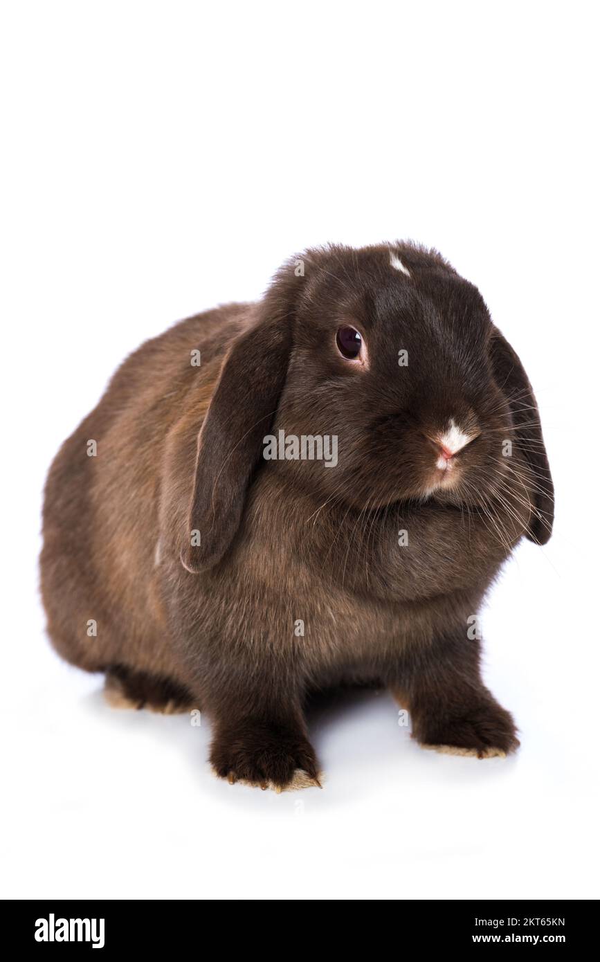 Süßes Zwergkaninchen isoliert auf weißem Hintergrund Stockfoto