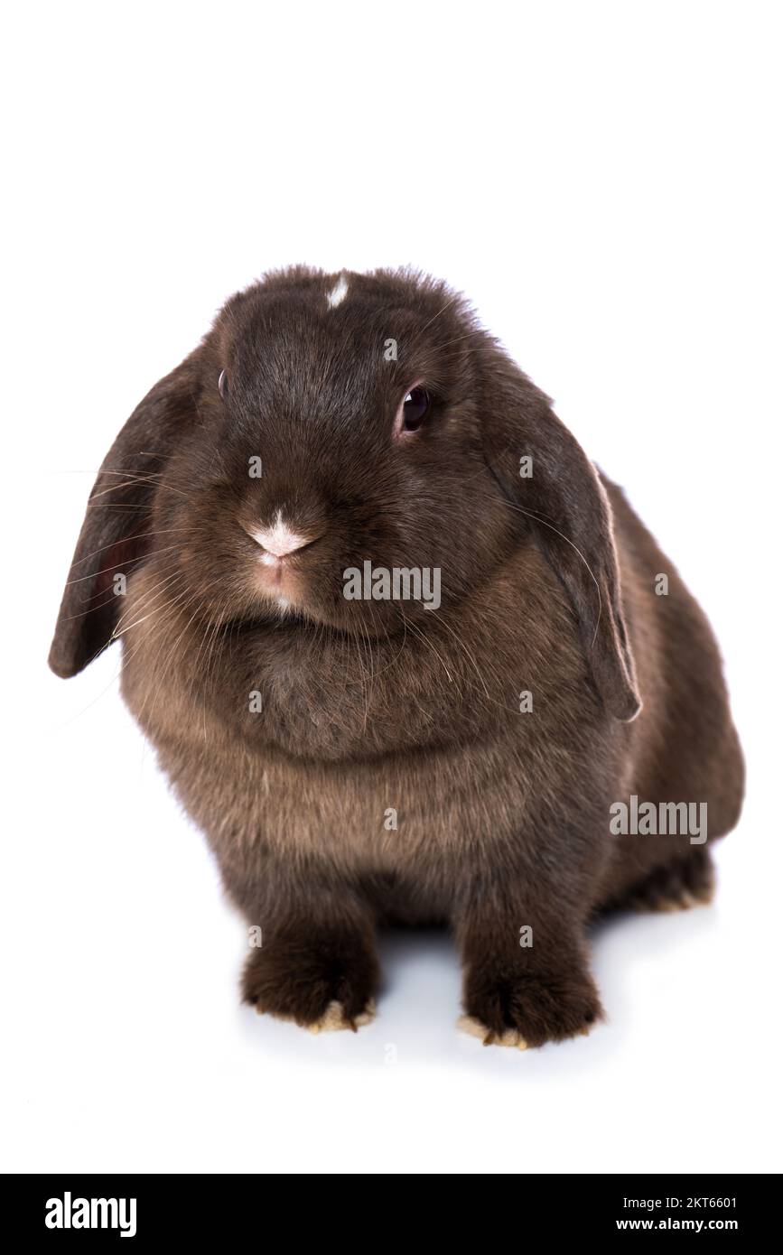 Süßes Zwergkaninchen isoliert auf weißem Hintergrund Stockfoto