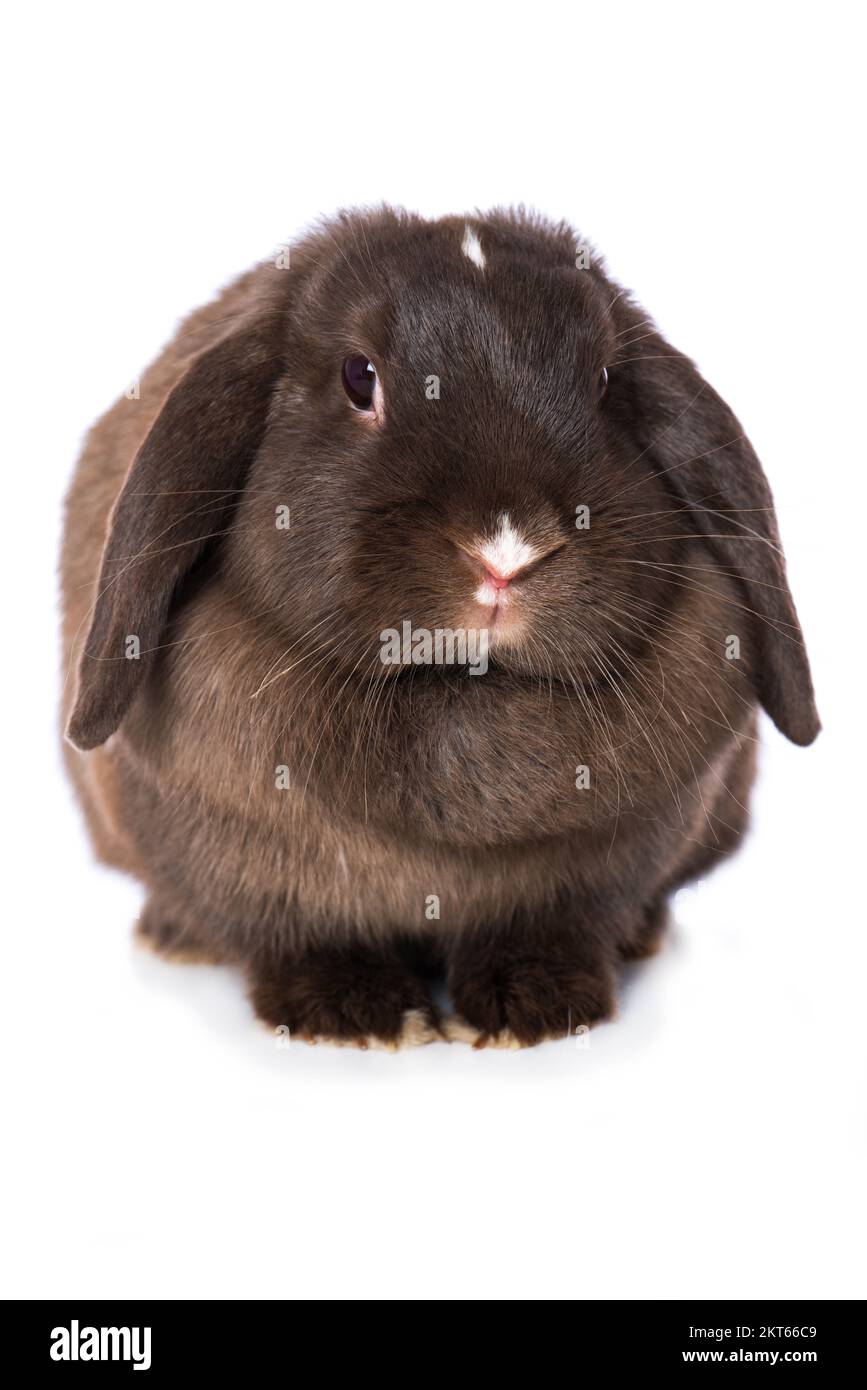 Süßes Zwergkaninchen isoliert auf weißem Hintergrund Stockfoto
