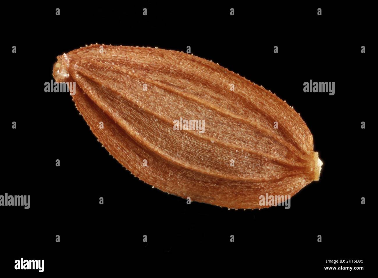 Sonchus asper, Prickly Sau-Distel, RAUE Gänsedistel, Nahaufnahme, Frucht (Samen) ohne Pappus, Frucht 3-4 mm lang Stockfoto