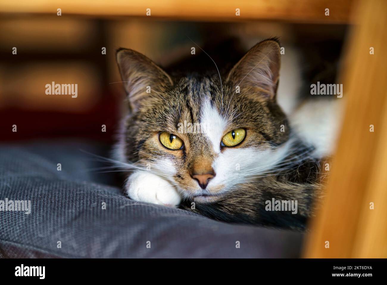 Hauskatze, Europäische Shorthair Stockfoto