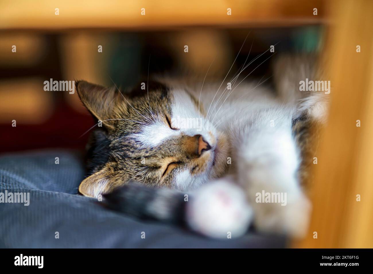 Hauskatze, Europäische Shorthair Stockfoto