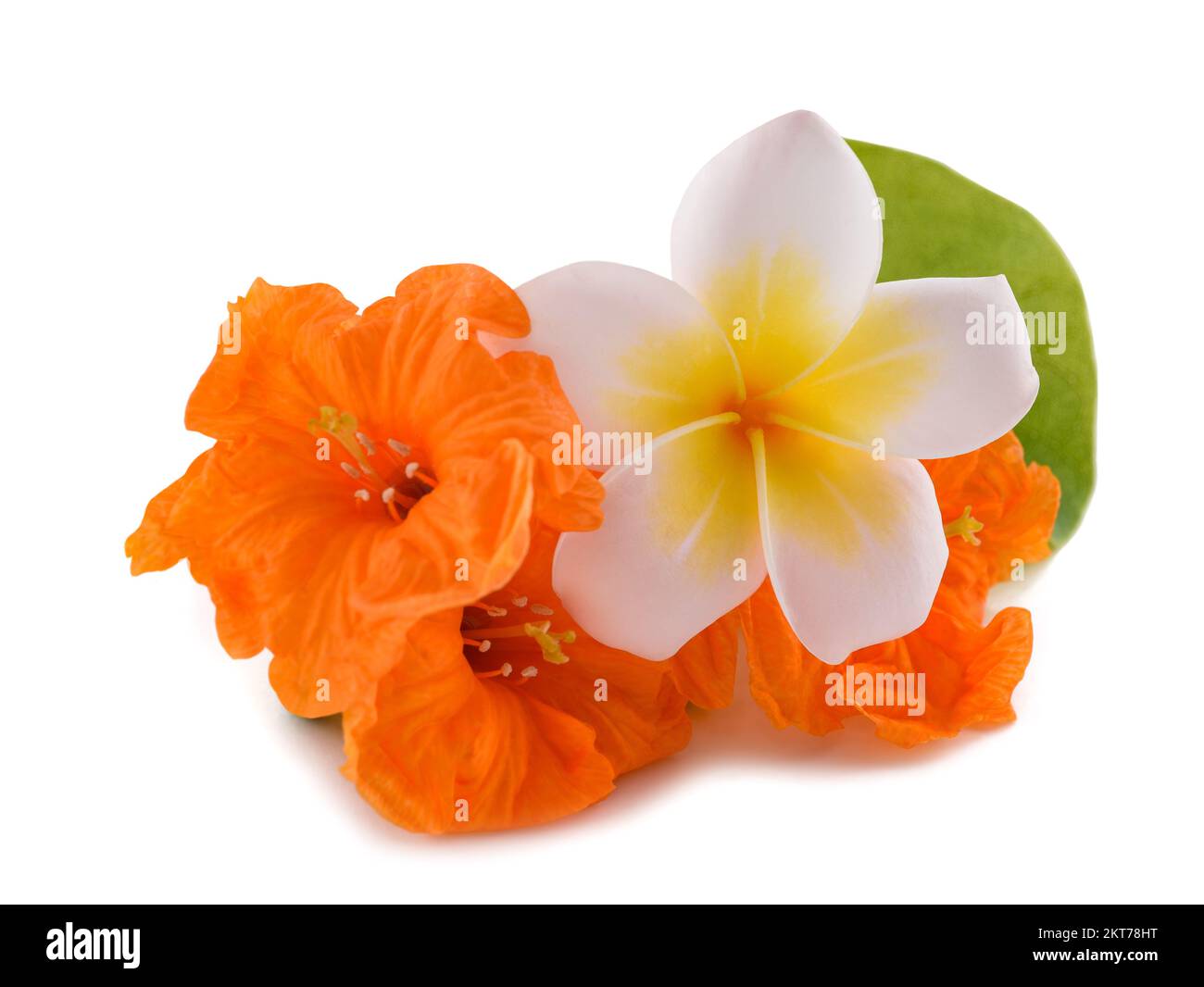 Frangipani und cordia subcordata isoliert auf weißem Hintergrund Stockfoto