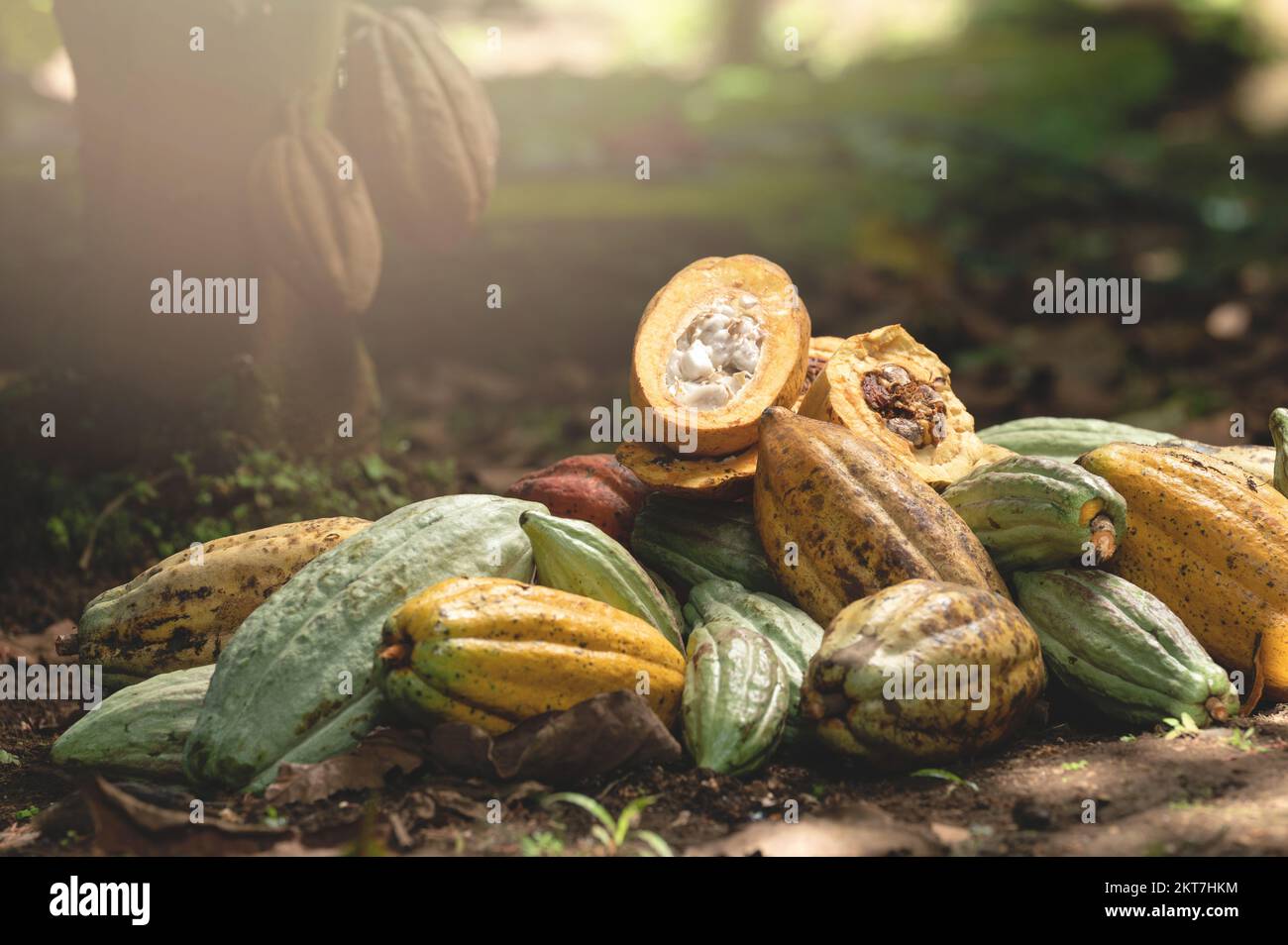Rohe süße Kakaoschoten stapeln sich auf dem Baumhintergrund Stockfoto