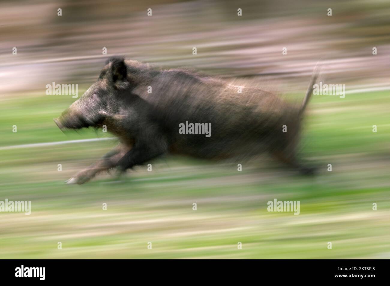 Die Bewegung verschwamm schnell laufendes, einsames Wildschwein (Sus scrofa), das durch den Wald floh Stockfoto