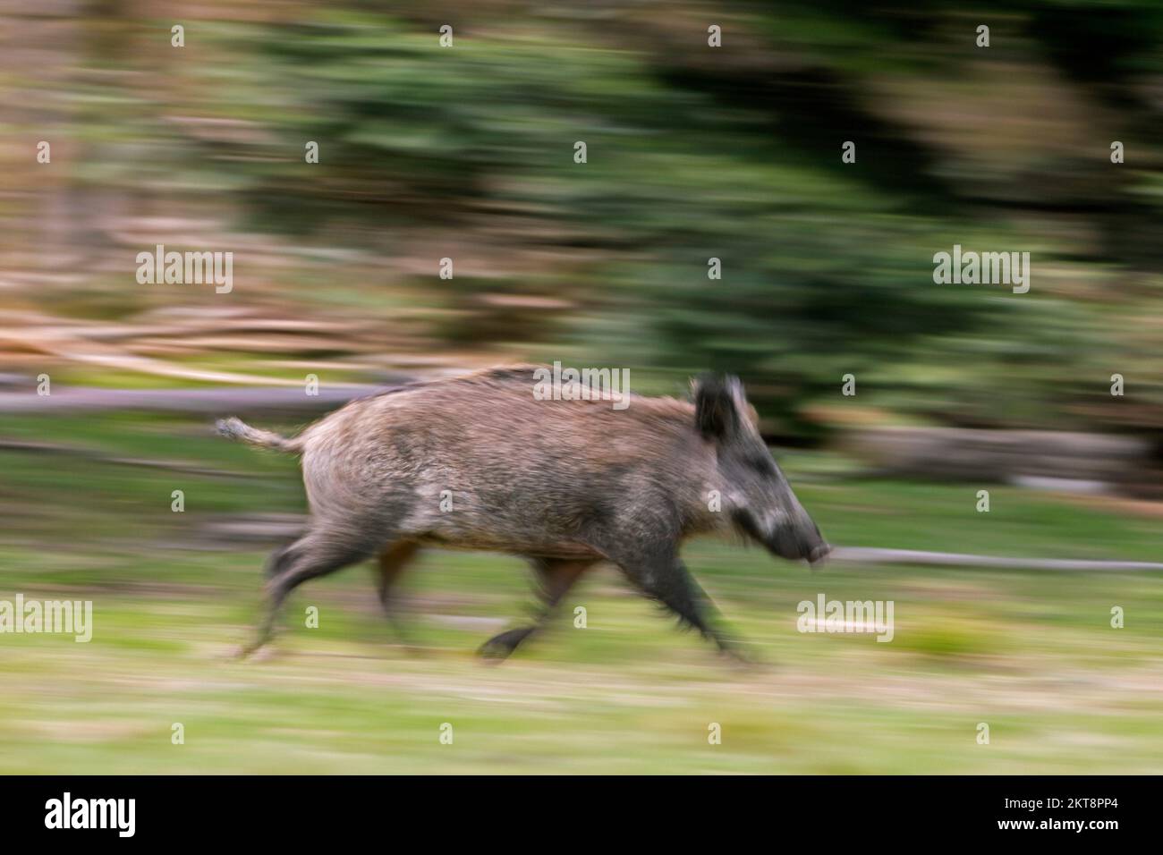 Bewegung verschwommen laufendes, einsames Wildschwein (Sus scrofa) Sau/Weibchen, die durch den Wald flieht Stockfoto