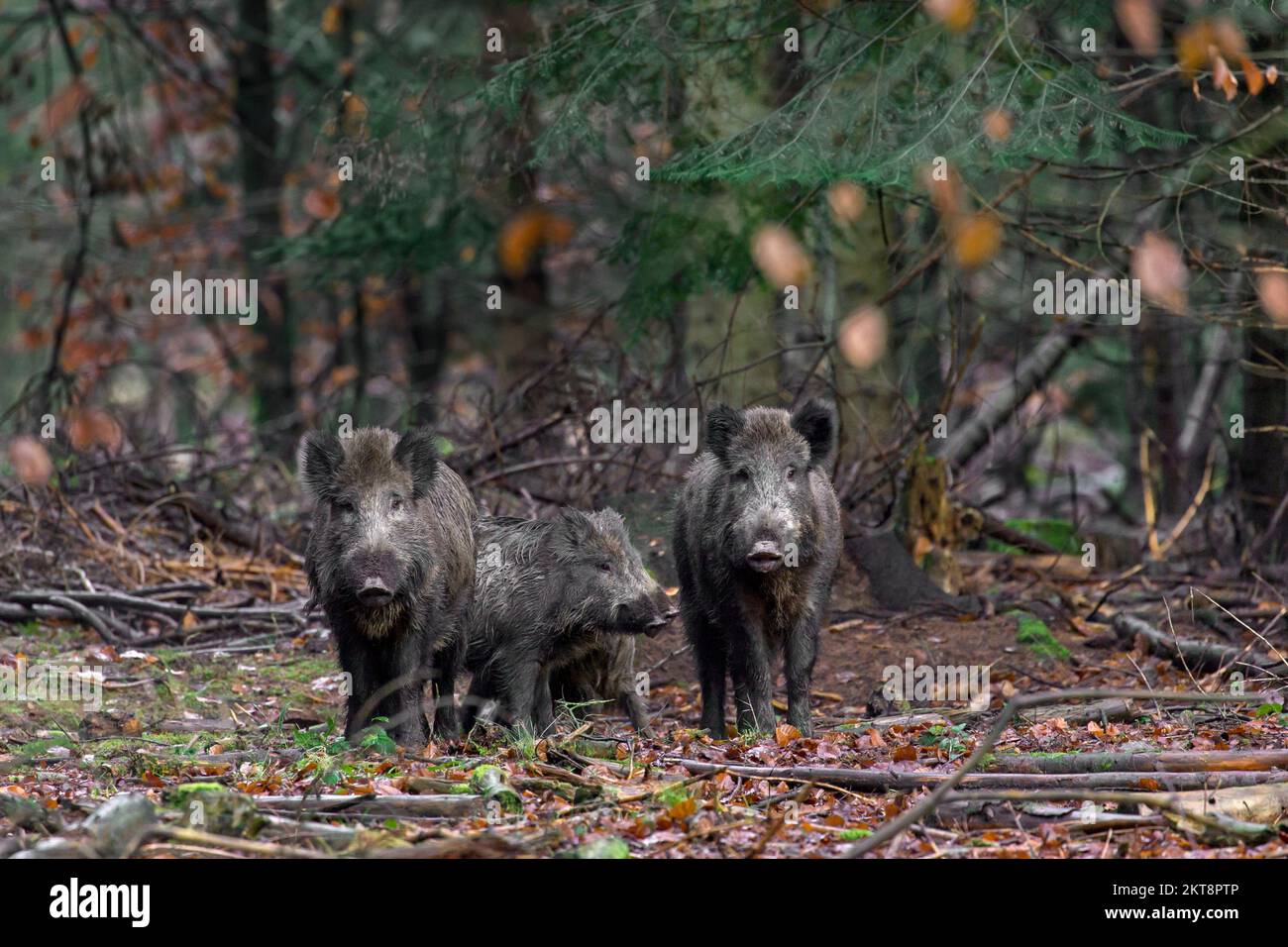 Echolot für Wildschweine (Sus scrofa), Sauenfamiliengruppe/weibliche Tiere mit Jungtieren im Nadelwald im Winter Stockfoto