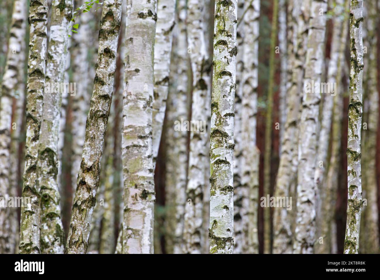 Silberbirke / Warzbirke / Europäische Weißbirke (Betula pendula / Betula verrucosa) Baumstämme von Birken im Laubwald im Herbst Stockfoto