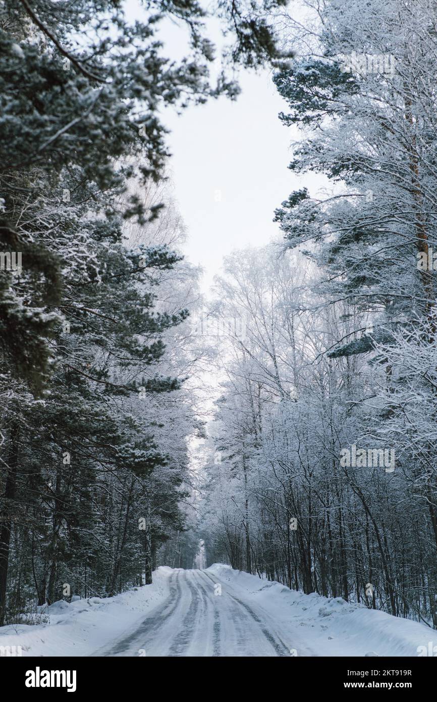 Winterlandschaft, Winterwald, Winterstraße und Bäume, Kiefern bedeckt mit Schnee, vertikale Schönheit in der Natur, neblig, bewölkt, frostiger Tag auf einem Wald Stockfoto