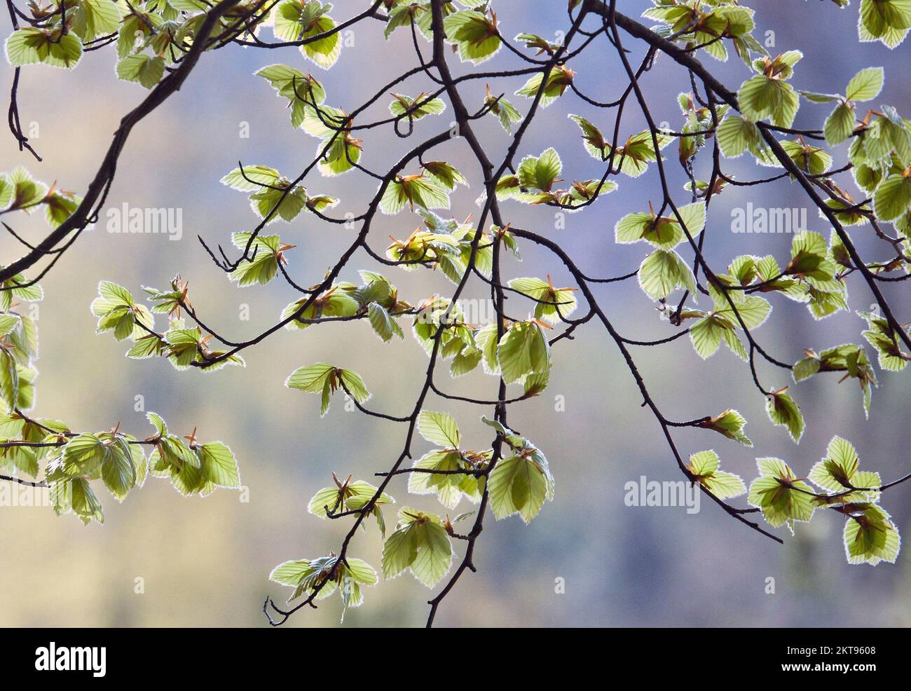 Bäume im Frühling zeigen Schönheit in der Natur mit auffälligen Mustern, Formen und Strukturen, mit einer Palette an lebendigen neuen Wachstums- und Frühlingsfarben, Stockfoto