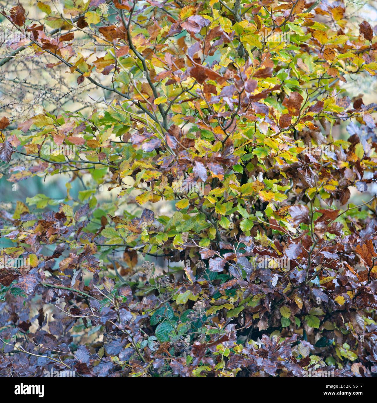 Wälder im Herbst zeigen Schönheit in der Natur mit auffälligen Mustern, Formen und Bewegungen in einer Palette von Herbstfarben Stockfoto