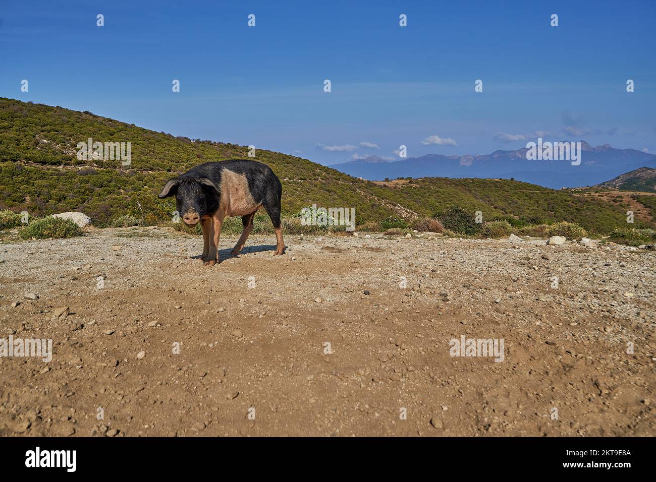 Domestiziertes Schwein auf Korsika vor Berglandschaft, Frankreich Stockfoto