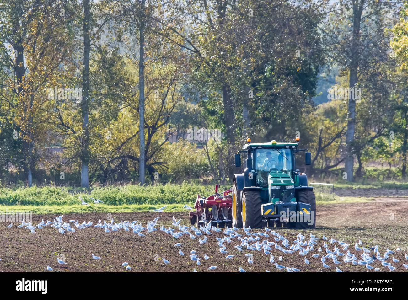 Schwarzkopfmöwen im Herbst/Winter Gefieder nach einem John Deere Traktor, der einen Horsch Tiger MT Kultivator auf einer Ackerbaufarm von Norfolk zieht. Stockfoto