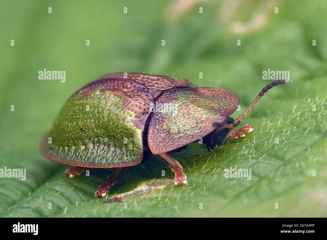 Cassida vibex Schildkrötenkäfer ruht auf Laub. Tipperary, Irland Stockfoto