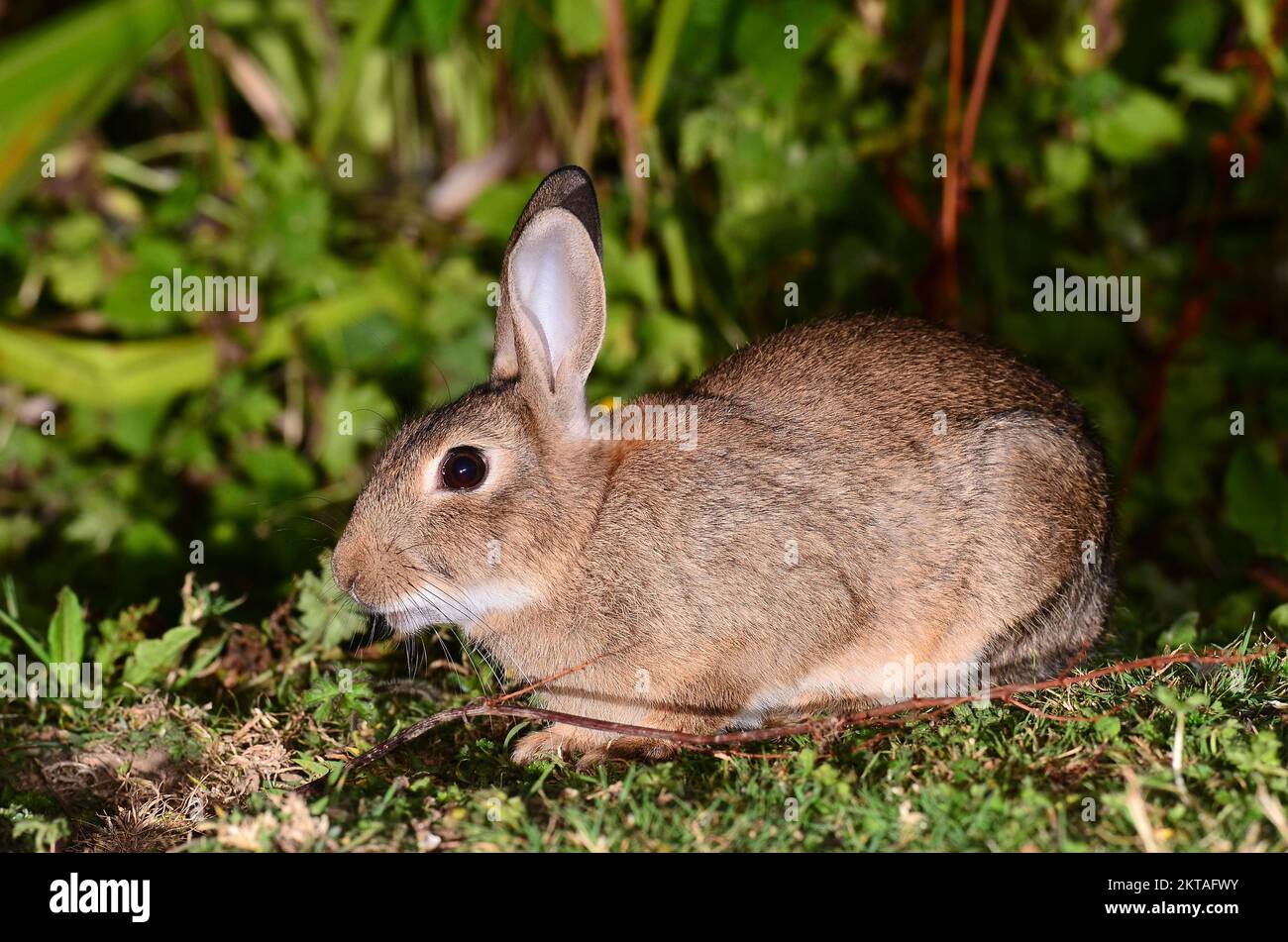 Kaninchen-oryctolagus cuniculus Stockfoto