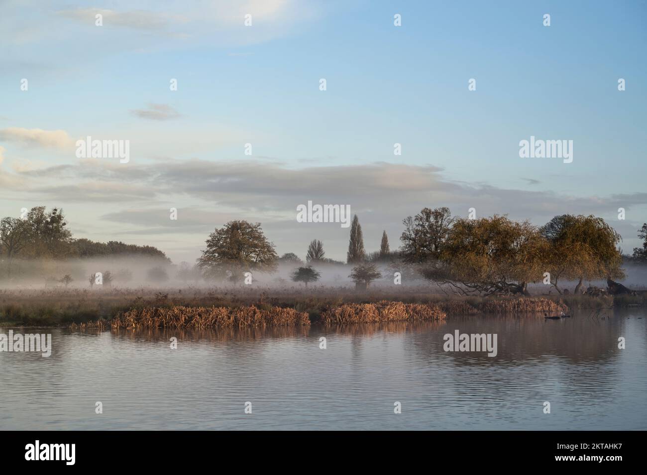 Magischer Nebel am frühen Morgen in Surrey UK Stockfoto