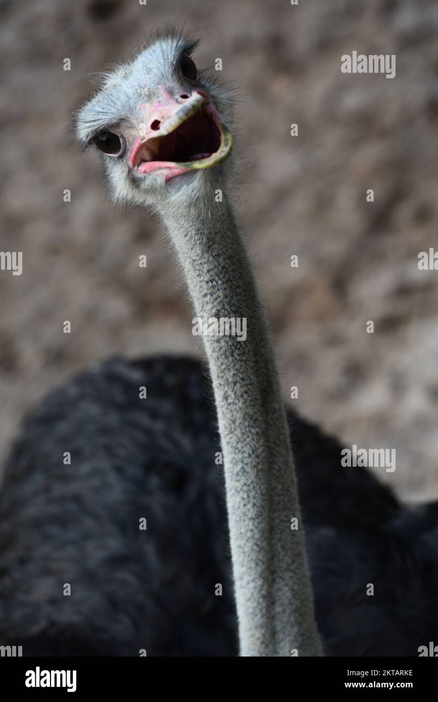 Süßer Straußenvogel-Kopf in fröhlichem und lächelndem Emoticon-Gesicht, lustig, süß, natürlich, Blick, Glücklich, offener Mund, große Augen, Naturkonzepte. Stockfoto