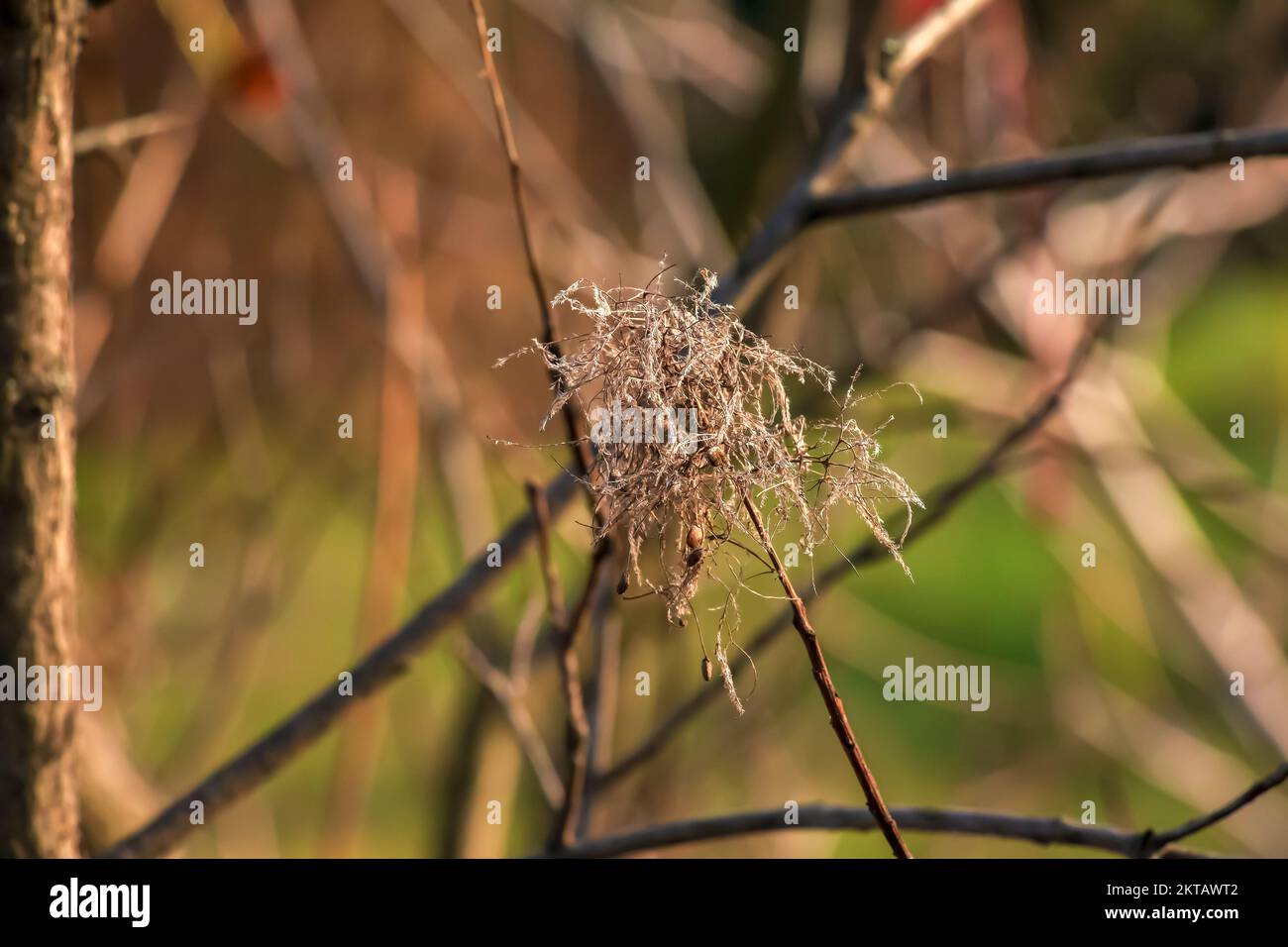 Cotinus coggygria oder Rhus cotinus Junges weibliches Europäisches oder eurasisches Rauchen, Rauchbaum, Raucherbusch. Stockfoto