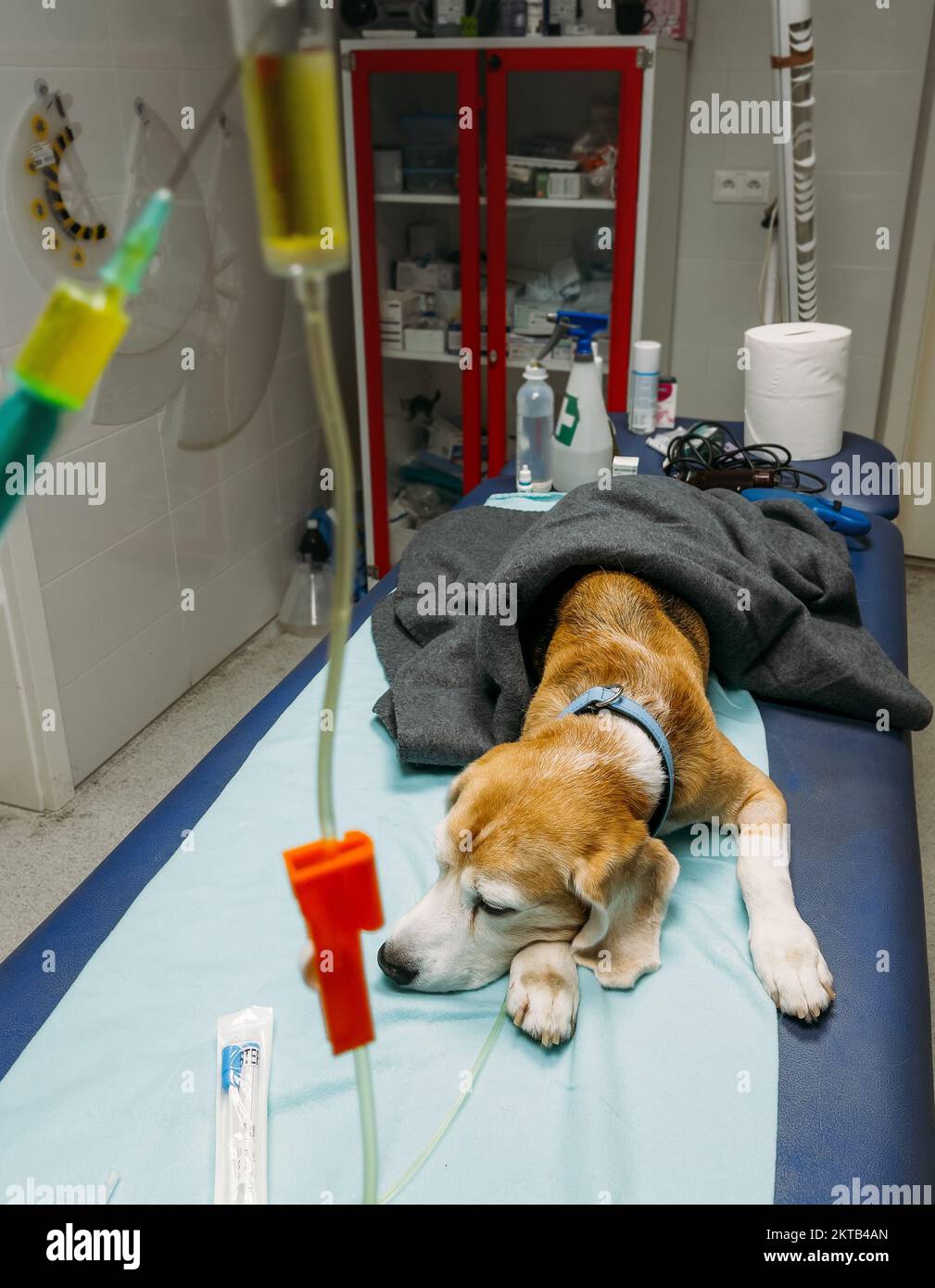 Extrem trauriger Beagle-Hund bei intravenöser Therapie in einer Tierklinik. Es erhält Kochsalzlösung mit den notwendigen Elektrolyten und Vitaminen direkt Stockfoto