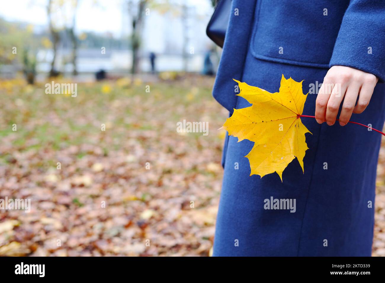 Gelbes Ahornblatt in der Hand in der Herbstsaison. Ende des Herbstes, Beginn des Winters Stockfoto