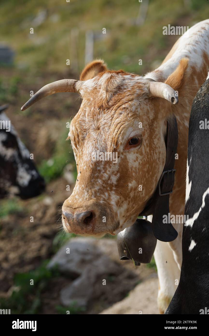 Kuhkopf in den Vogesen des Elsass (Vache Vosgienne) Stockfoto