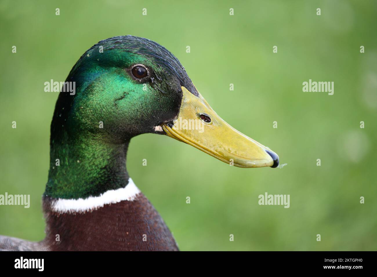 Stockente / Stockente / Anas Platyrhynchos Stockfoto