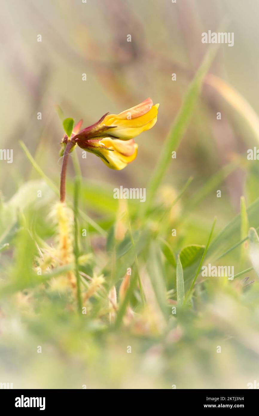 Die jungen Vogelfüßchen (Lotus corniculatus) inmitten des Weidegrases auf dem Hügel von Haddon Hill, Exmoor, West Somerset Stockfoto